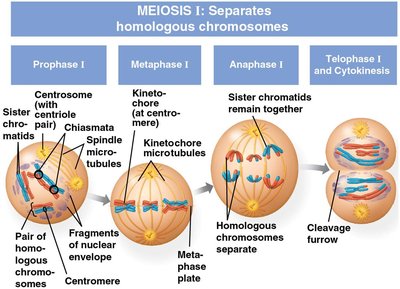 Diagram of Meiosis I showing prophase, metaphase, anaphase, and telophase