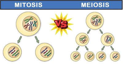 Comparison diagram of mitosis and meiosis showing number of divisions and resulting cells