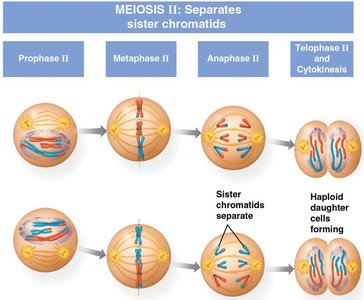 Diagram of Meiosis II showing prophase, metaphase, anaphase, and telophase