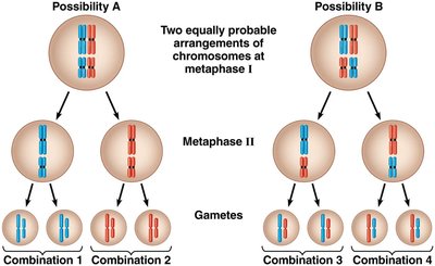 Diagram of independent assortment showing different chromosome combinations in gametes