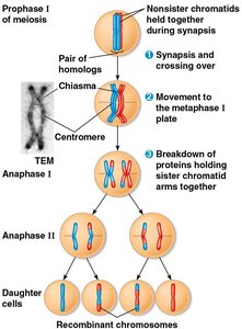 Diagram of crossing over and recombinant chromosomes