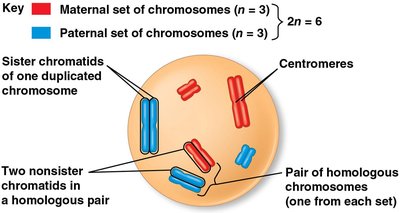 Diagram of chromosomes showing maternal and paternal sets, homologous pairs, and sister chromatids