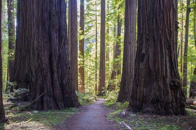 Redwood forest representing early forests