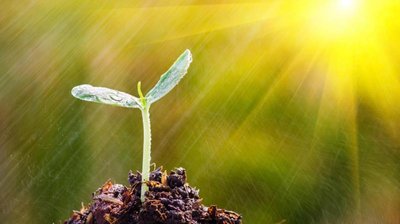 Seedling exposed to sunlight, representing adaptation to terrestrial life