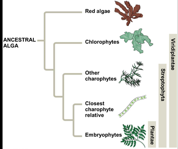 Phylogenetic tree of major plant groups