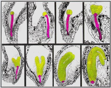 Diagram of alternation of generations in plants