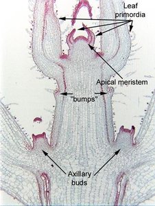 Placental transfer cell in Marchantia (liverwort)