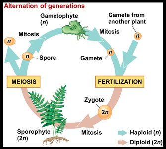 Sporangium and longitudinal section of Mnium sporangium