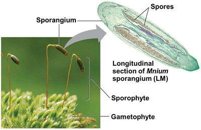 Stoma on a plant leaf
