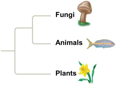 Phylogenetic tree showing relationships among fungi, animals, and plants