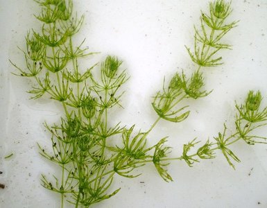 Photograph of a charophyte