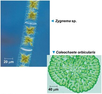 Images of Zygnema and Coleochaete, close relatives of land plants