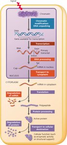 Diagram of stages in eukaryotic gene expression