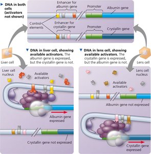Cell type–specific transcription in liver and lens cells