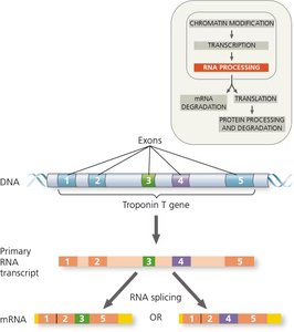 Alternative RNA splicing of the troponin T gene
