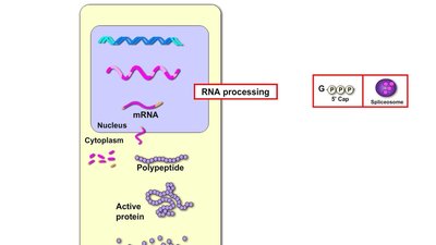 RNA processing and protein synthesis overview