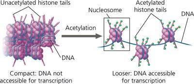 Effect of histone acetylation on chromatin structure