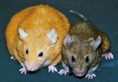 Epigenetic inheritance in mice: effect of maternal diet on coat color