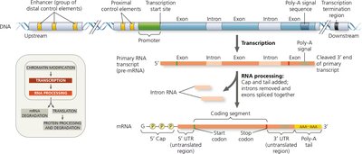 Structure of a eukaryotic gene and its transcript