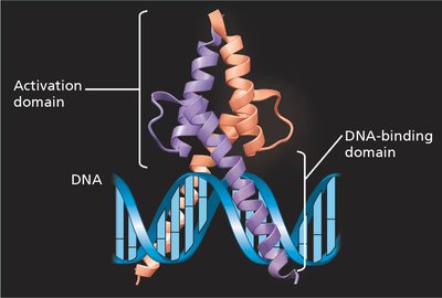 Structure of a transcription activator protein (MyoD)