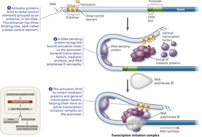 Model for enhancer action and transcription initiation complex assembly