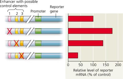 DNA deletion experiment to identify enhancer control elements