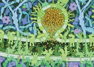 Bulk transport: vesicle fusion with membrane (exocytosis or endocytosis)
