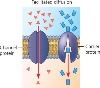 Facilitated diffusion: channel and carrier proteins