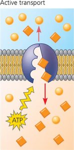 Active transport: ATP-driven pump