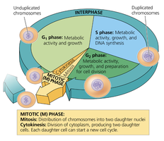 Diagram of the cell cycle showing G1, S, G2, and M phases