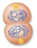 Telophase: Nuclear envelopes reforming, cytokinesis beginning