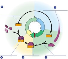 Diagram of cyclin and Cdk regulation of the cell cycle