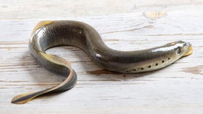 Photo of a lamprey, a jawless vertebrate with primitive vertebral elements