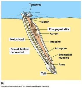 Diagram of lancelet anatomy showing notochord, nerve cord, and pharyngeal slits
