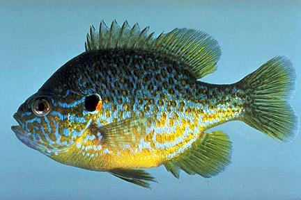 Photo of a ray-finned fish