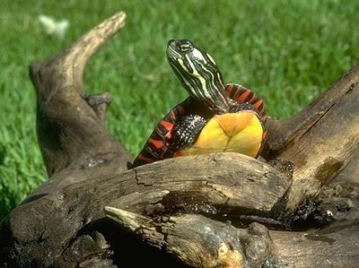 Photo of a turtle (reptile)