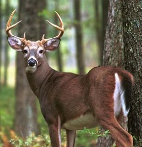 Photo of a deer (mammal)