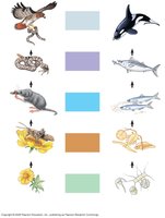 Trophic levels chart with organisms from different ecosystems