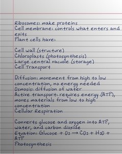 Handwritten notes on cell organelles, plant cell structures, and cell transport