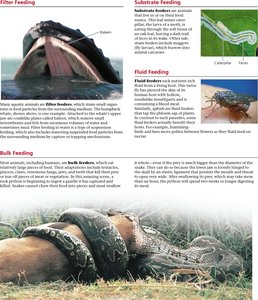 Examples of filter, substrate, fluid, and bulk feeding in animals