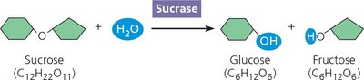 Enzymatic hydrolysis of sucrose by sucrase