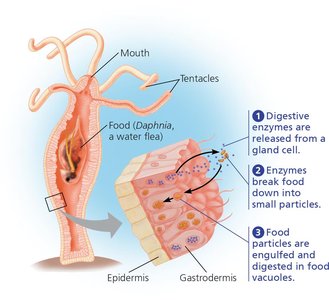 Digestion in a hydra: gastrovascular cavity and intracellular digestion