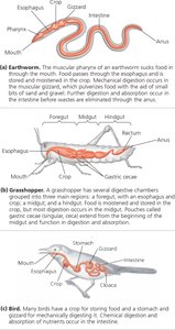 Variation in alimentary canals: earthworm, grasshopper, bird