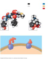 Molecular structures of endorphin and morphine and their interaction with receptors