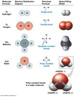 Examples of covalent bonds in molecules