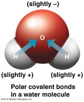Polar covalent bonds in a water molecule