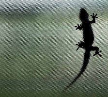 Example of van der Waals interactions (gecko on wall)