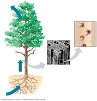 Cohesion and adhesion in water transport in plants