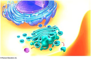 cell organelles