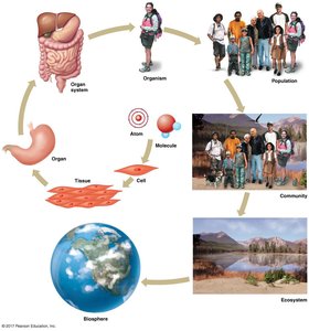 Levels of biological organization from atom to biosphere